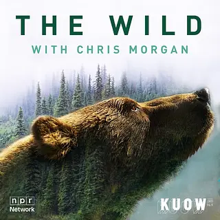 The Wild with Chris Morgan podcast artwork